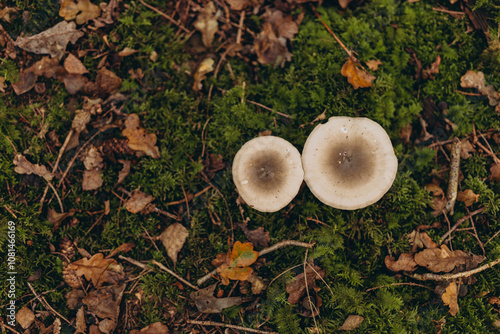 cluster of small mushrooms with brown caps growing trunk covered with green moss in the forest photo