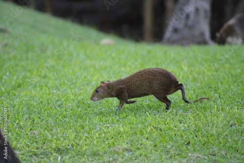 Rodent on the grass