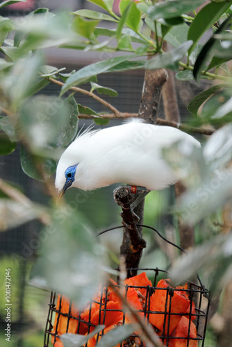 Portrait of Bali Myna Bird Stand on Branch Against Nature Background photo