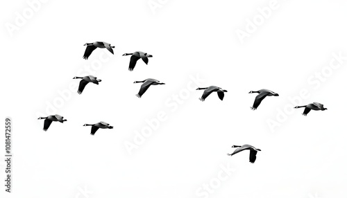 Graceful flight of geese in the sky, presenting a harmonious migration scene.