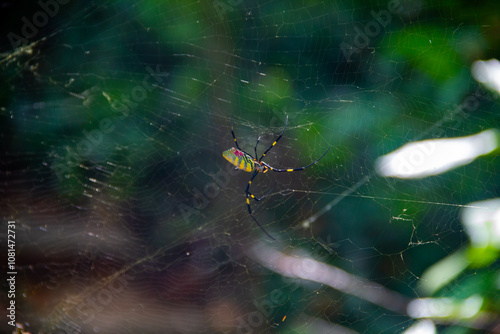 Joro Spider on a Web