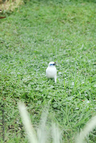 Portrait of Bali Myna Bird Walking on Grass photo