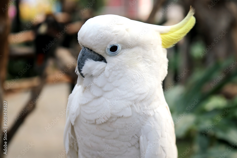 Close Up of Cockatoo Against Blurred Background Close Up of Cockatoo Against Blurred Background