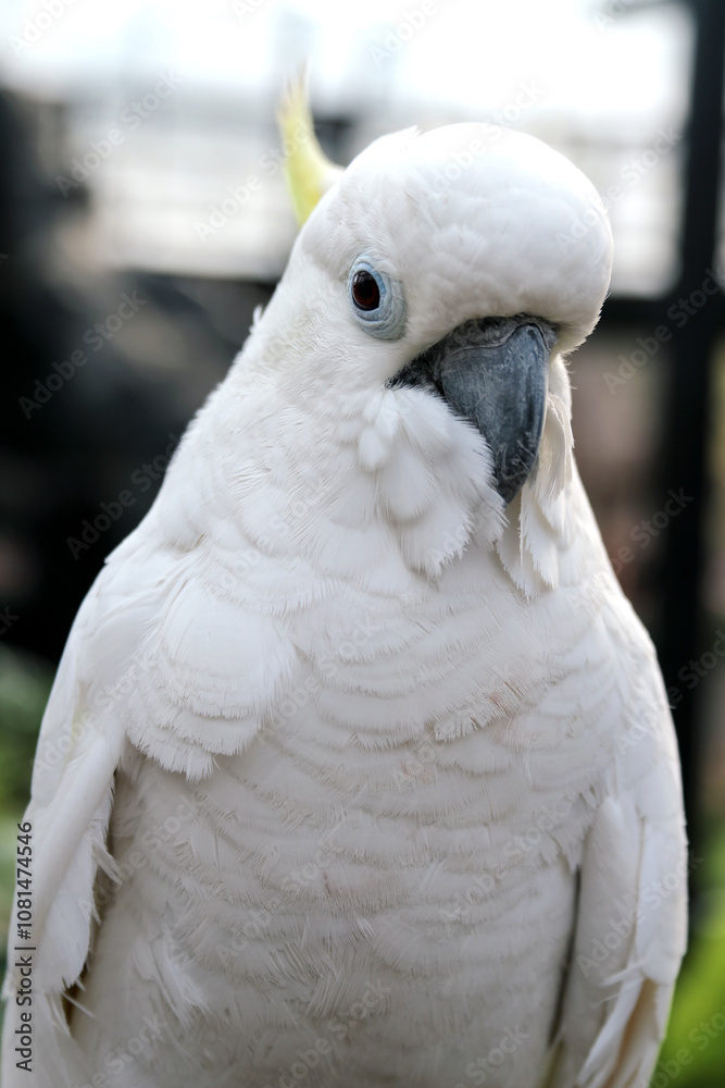 Close Up of Selective Focus Cockatoo Against Blurred Background Close Up of Selective Focus Cockatoo Against Blurred Background