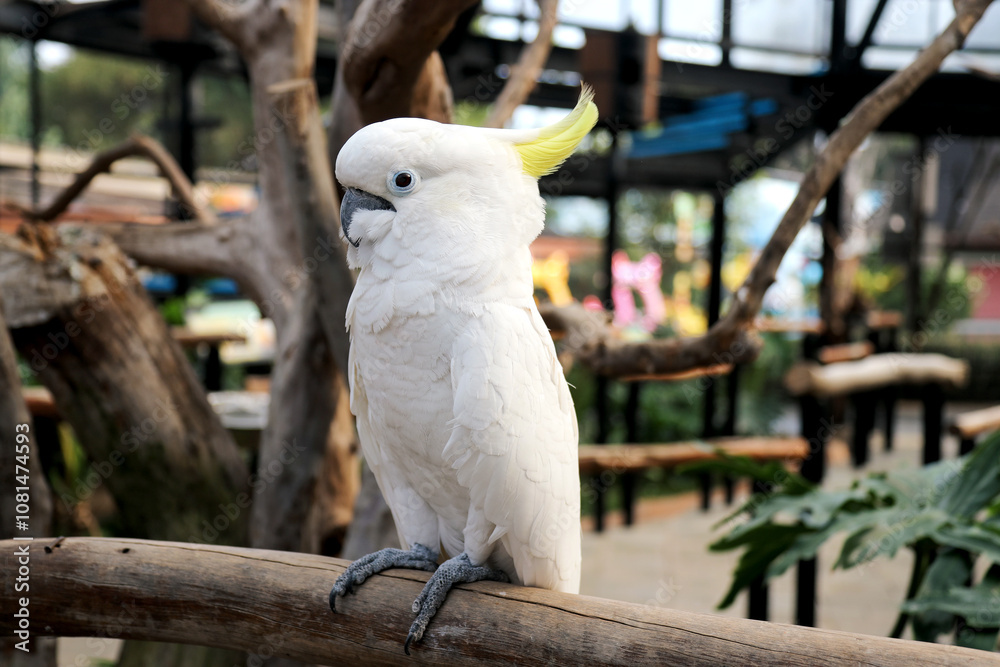 Close Up of Cockatoo Against Blurred Background Close Up of Cockatoo Against Blurred Background
