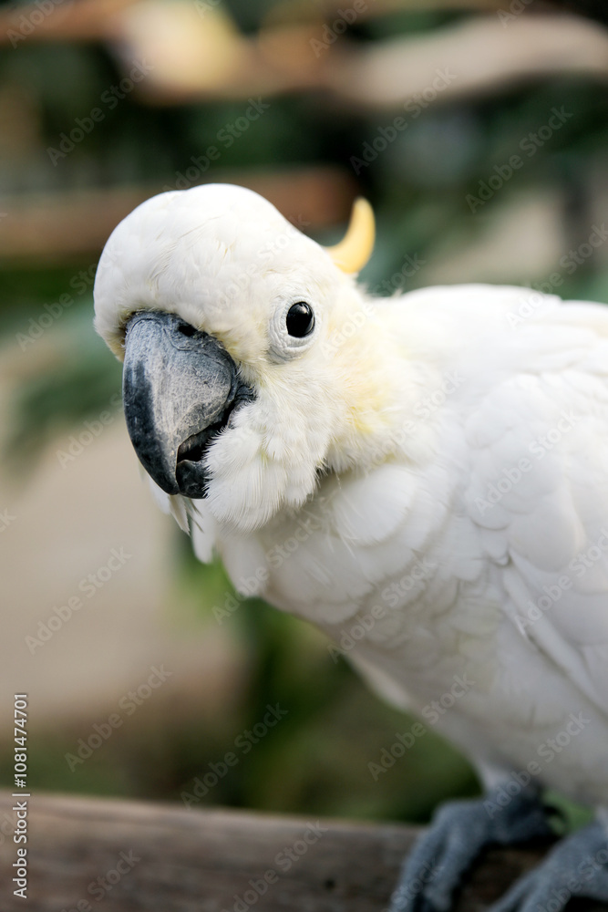 Close Up of Cockatoo Against Blurred Background Close Up of Cockatoo Against Blurred Background
