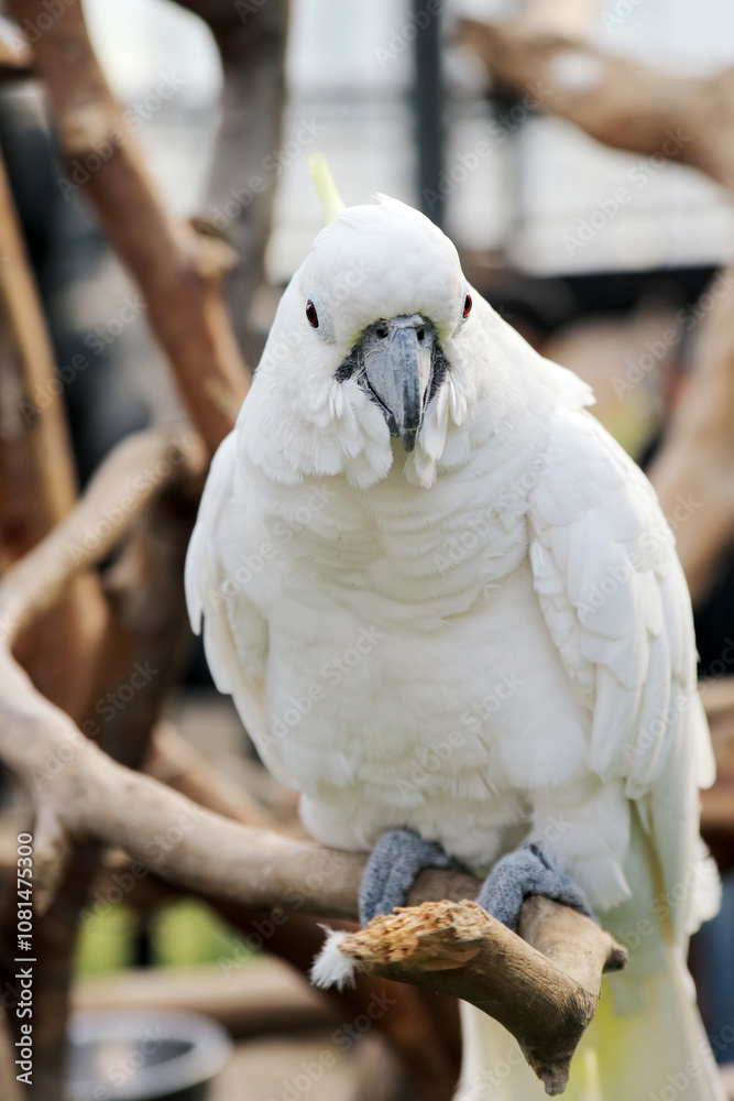 Close Up of Cockatoo Sitting on Tree Branch Over Blurred Background Close Up of Cockatoo Sitting on Tree Branch Over Blurred Background