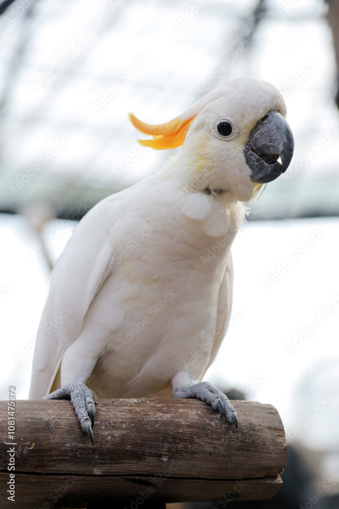 Low Angle Of Cockatoo Sitting on Branch Against Big Bird Cage Background Low Angle Of Cockatoo Sitting on Branch Against Big Bird Cage Background
