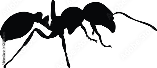 Ant silhouette illustration. Insect animal isolated on white.
