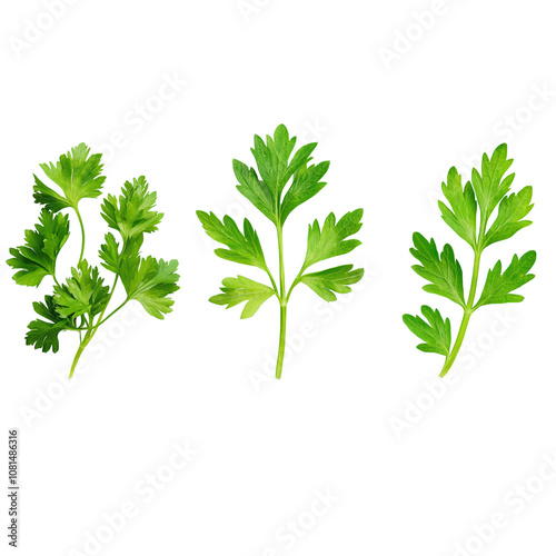 Parsley isolated. Parsley leaf on white background. Set of parsley leaves top view. Collection. Full depth of field.