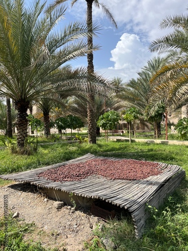 dates sun drying in the middle east