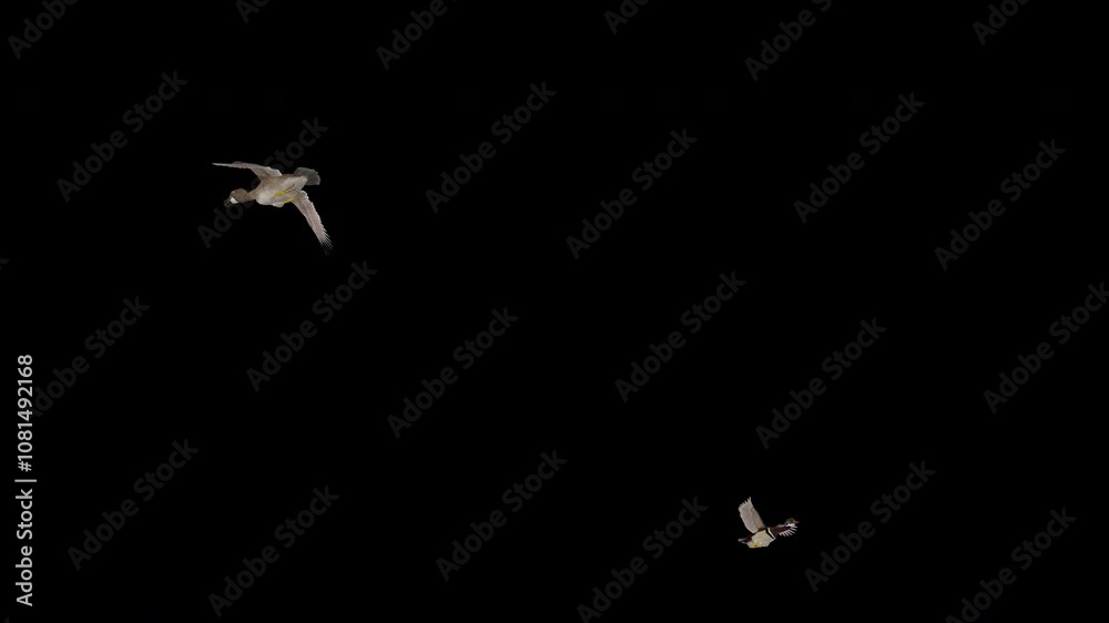 2 Wild Colorful Duck Birds - American Wood Male and Female - Flying Around Screen Loop - I - Alpha Channel - Realistic naturalistic 3D animation isolated on transparent background 2 Wild Colorful Duck Birds - American Wood Male and Female - Flying Around Screen Loop - I - Alpha Channel - Realistic naturalistic 3D animation isolated on transparent background