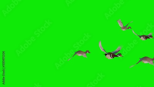 Wedge Flock of 7 American Wood Duck Birds - Flying Over Green Screen - Front Side Angle - Realistic naturalistic 4K UHD 3D animation isolated on chroma key background transparent background 