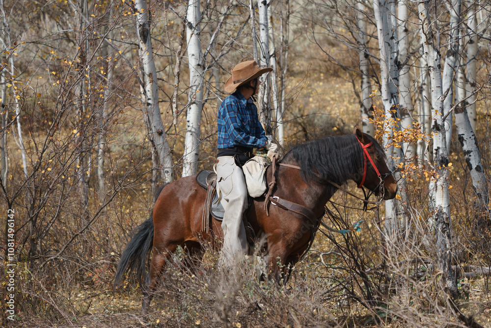 elderly woman in western hat and attire riding a bay Morgan mare in the fall aspen leaves in the mountains of Wyoming elderly woman in western hat and attire riding a bay Morgan mare in the fall aspen leaves in the mountains of Wyoming