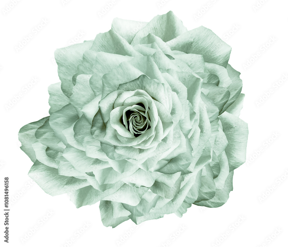 Obraz premium Rose flower on a white isolated background with clipping path. Closeup. For design. Nature.