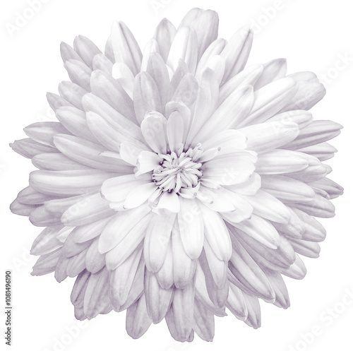 White chrysanthemum. Flower on a white isolated background with clipping path. For design. Closeup. Nature.