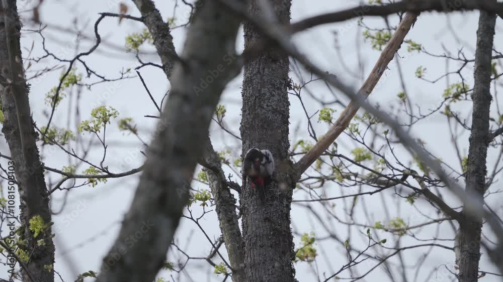 A woodpecker on a tree cleaning himself A woodpecker on a tree cleaning himself