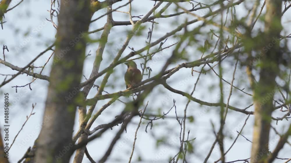 A hawfinch on a tree sitting and cleaning himself A hawfinch on a tree sitting and cleaning himself