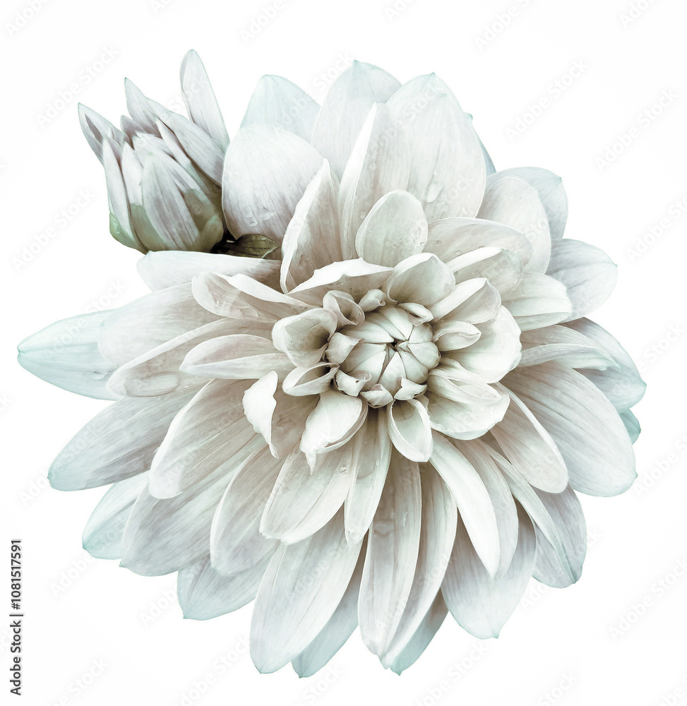 Obraz premium Dahlia flower on a white isolated background with clipping path. Closeup. Nature.