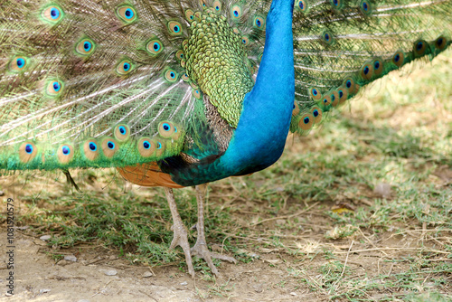 A peacock (pavo cristalus) showing its exquisite and vibrant plumage with detailed eye spots, highlighting the bird's natural beauty photo