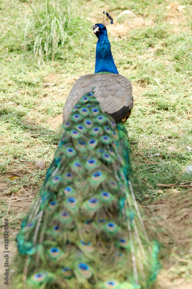 Obraz premium Back View of a Beautiful Tail Feathers of Male Peacock