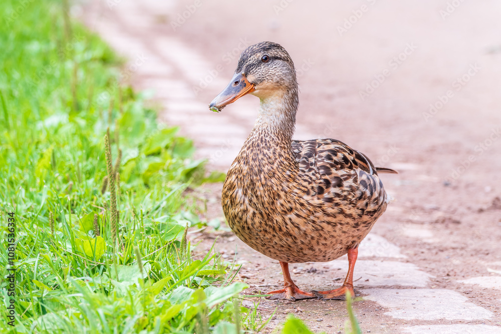 A duck female stands on its paws on the green shore of a pond. A duck female stands on its paws on the green shore of a pond.