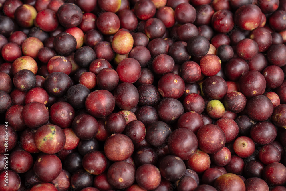 CAMU CAMU, AMAZONIAN FRUIT THAT GROWS ON THE BANKS OF RIVERS, DELICIOUS RED FRUIT KNOWN AS CAMU CAMU, DELICIOUS IN ICE CREAMS AND DESSERTS CAMU CAMU, AMAZONIAN FRUIT THAT GROWS ON THE BANKS OF RIVERS, DELICIOUS RED FRUIT KNOWN AS CAMU CAMU, DELICIOUS IN ICE CREAMS AND DESSERTS