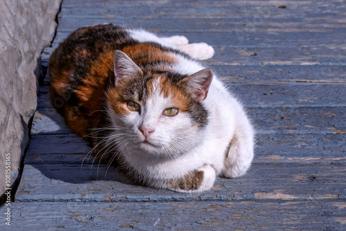  Plump cat lies with its front paws tucked under it and looks at camera with great curiosity. photo