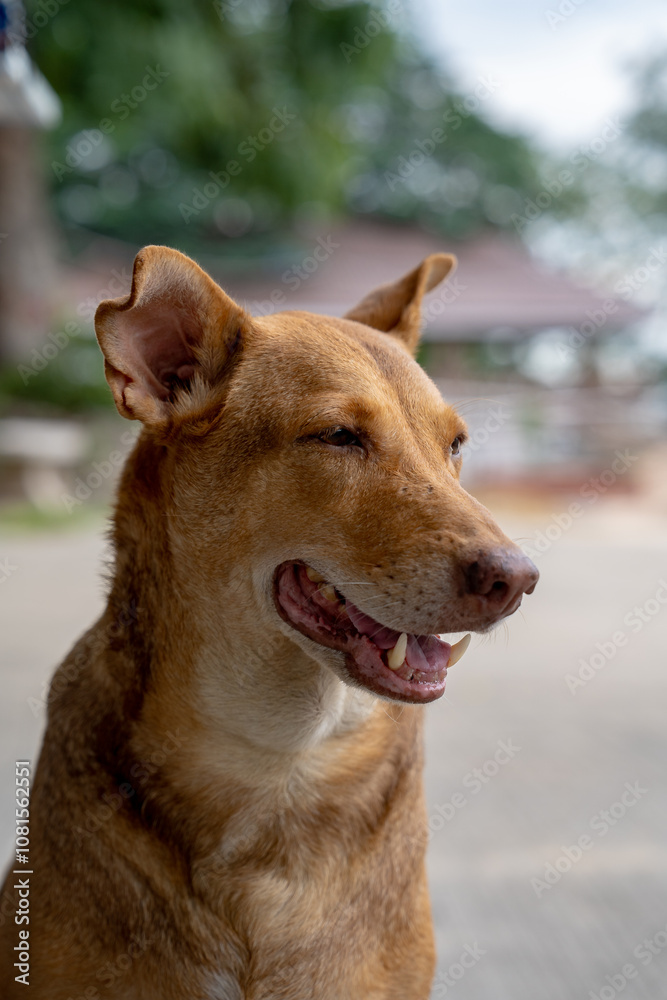 Fototapeta premium portrait of a dog