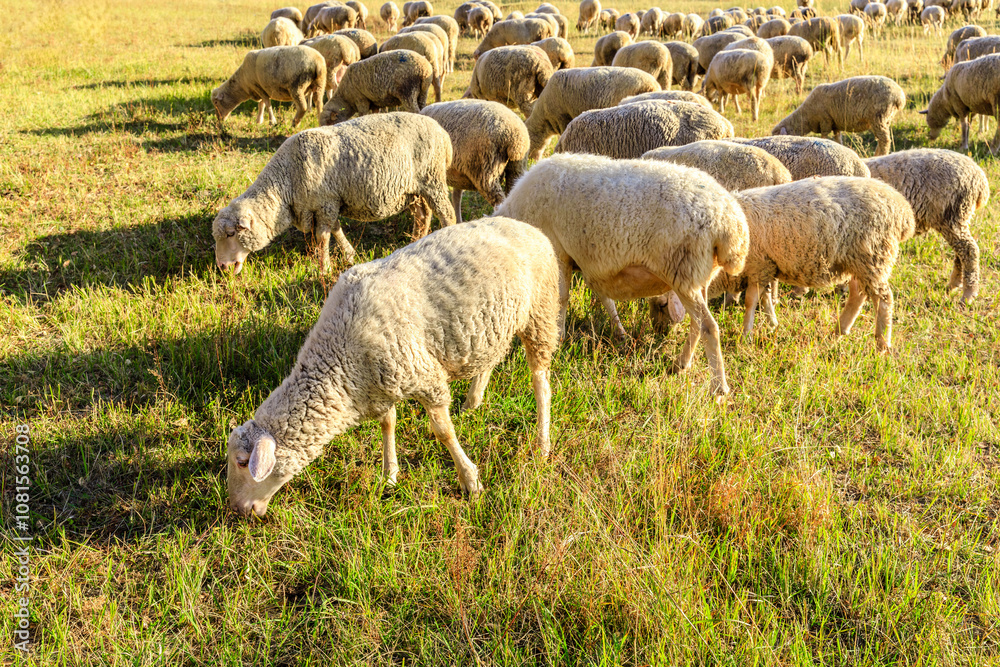 Sheeps grazing in meadow. Beautiful grassland pasture scenery in autumn. Sheeps grazing in meadow. Beautiful grassland pasture scenery in autumn.
