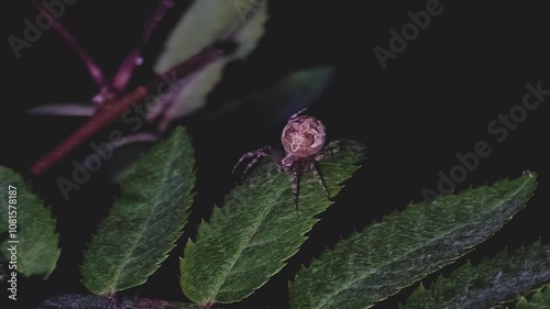 The spider sits on a leaf and moves its limbs.