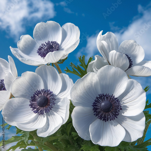 Close-up of white anemone flowers against a bright blue sky, capturing the essence of springtime, realistis photo