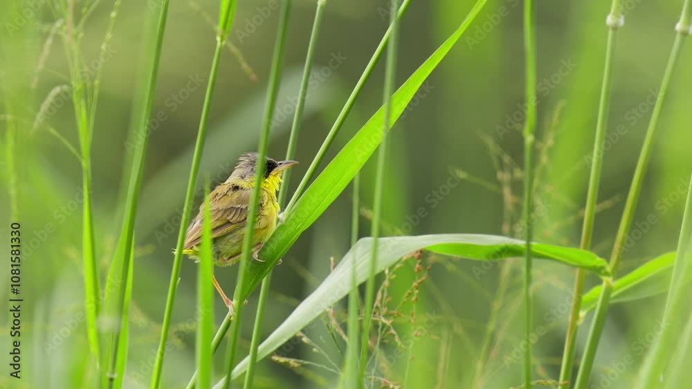 video of a little bird on a grass lawn video of a little bird on a grass lawn