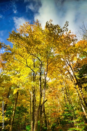 Bar Harbor, Maine, USA