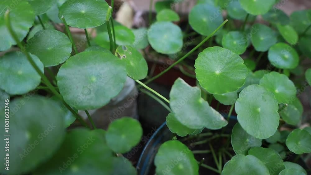 Centella asiatica, Gotu is an annual herbaceous plant that grows creeping and also flowers all year round. ... Centella asiatica, Gotu is an annual herbaceous plant that grows creeping and also flowers all year round. ...