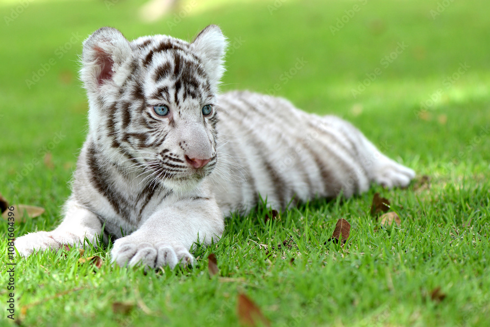 Naklejka premium white tiger cub