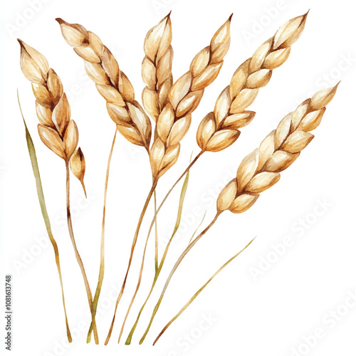 Oat watercolor clipart illustration