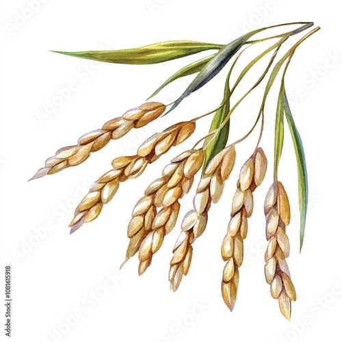 Oat watercolor clipart illustration