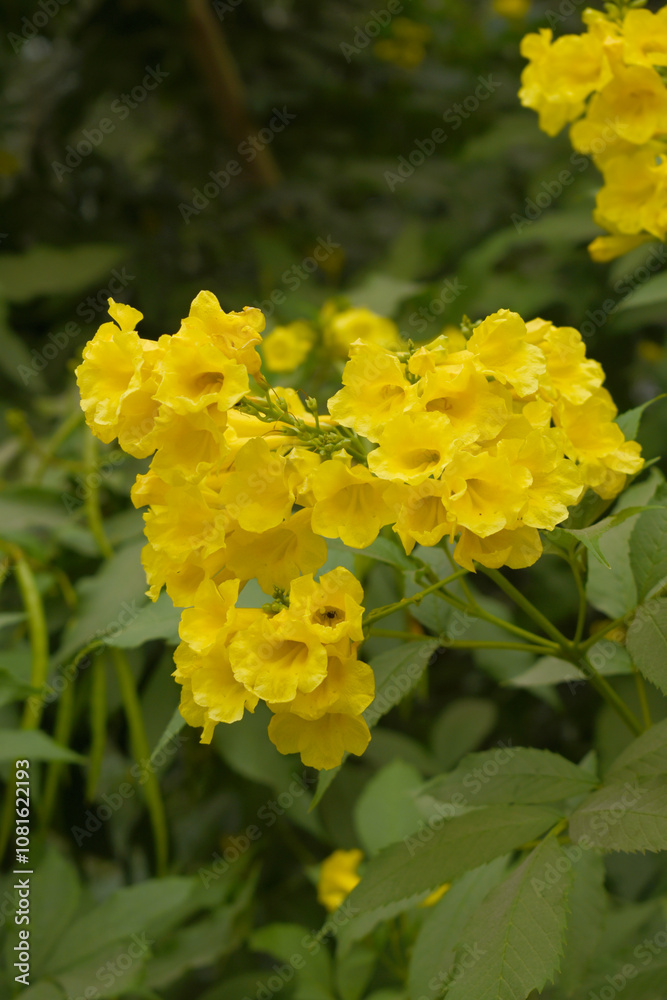 Yellow trumpetbush (Tecoma stans) Called Yellow bell or Yellow Elder Flower, trumpet flower, Beautiful bunch of yellow flowers closeup with green leaves Background, tecoma stans Yellow trumpetbush (Tecoma stans) Called Yellow bell or Yellow Elder Flower, trumpet flower, Beautiful bunch of yellow flowers closeup with green leaves Background, tecoma stans