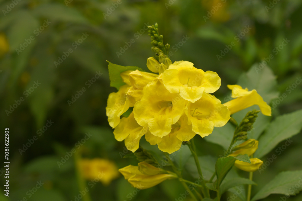Yellow trumpetbush (Tecoma stans) Called Yellow bell or Yellow Elder Flower, trumpet flower, Beautiful bunch of yellow flowers closeup with green leaves Background, tecoma stans Yellow trumpetbush (Tecoma stans) Called Yellow bell or Yellow Elder Flower, trumpet flower, Beautiful bunch of yellow flowers closeup with green leaves Background, tecoma stans