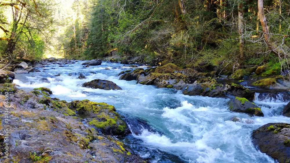 Rapids in a River through Forest Rapids in a River through Forest