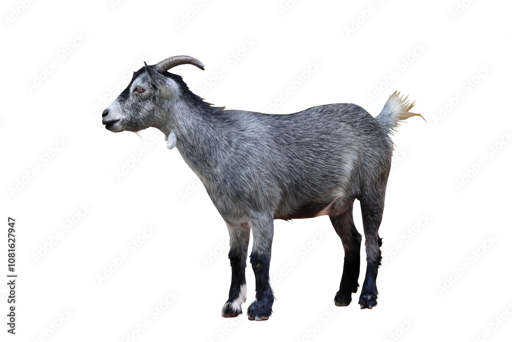 Pygmy goat isolated on transparent background png file Pygmy goat isolated on transparent background png file