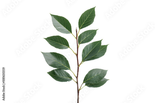 Laurel leaf plant with vibrant green foliage, isolated on a white background.