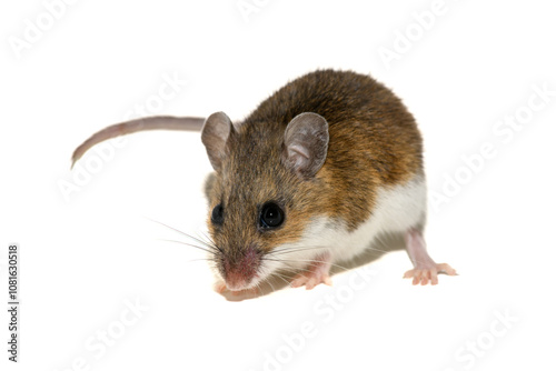 White-footed mouse (Peromyscus leucopus), deer mouse on white background