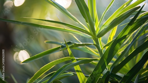 Yucca Plant - a striking and resilient succulent. The yucca showcases its unique form and vibrant green leaves, adding a touch of nature to any space. photo