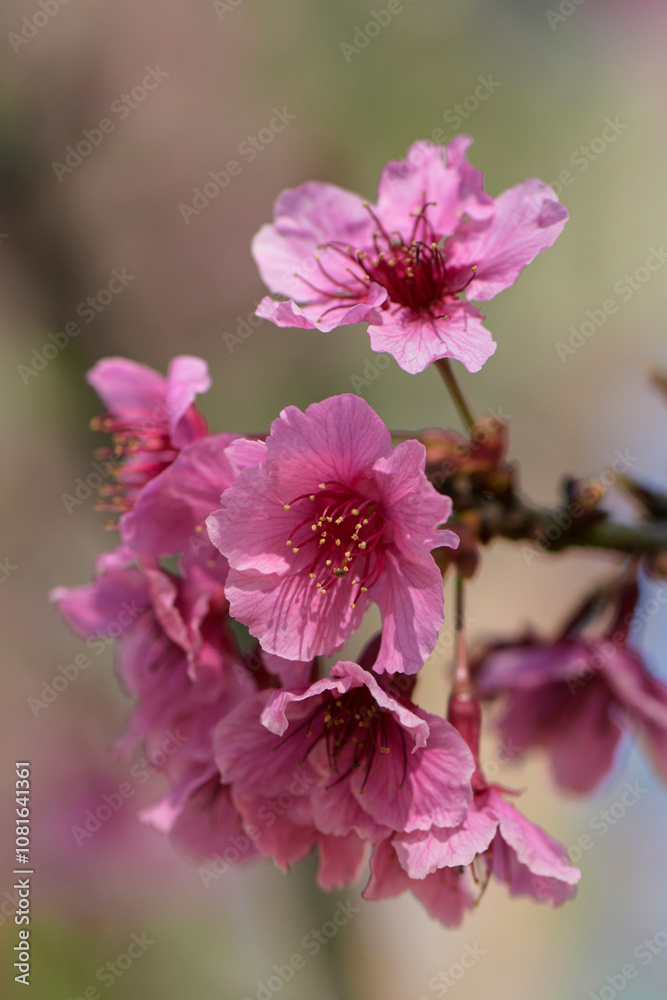 Pink cherry blossom on natural color background. Pink cherry blossom on natural color background.