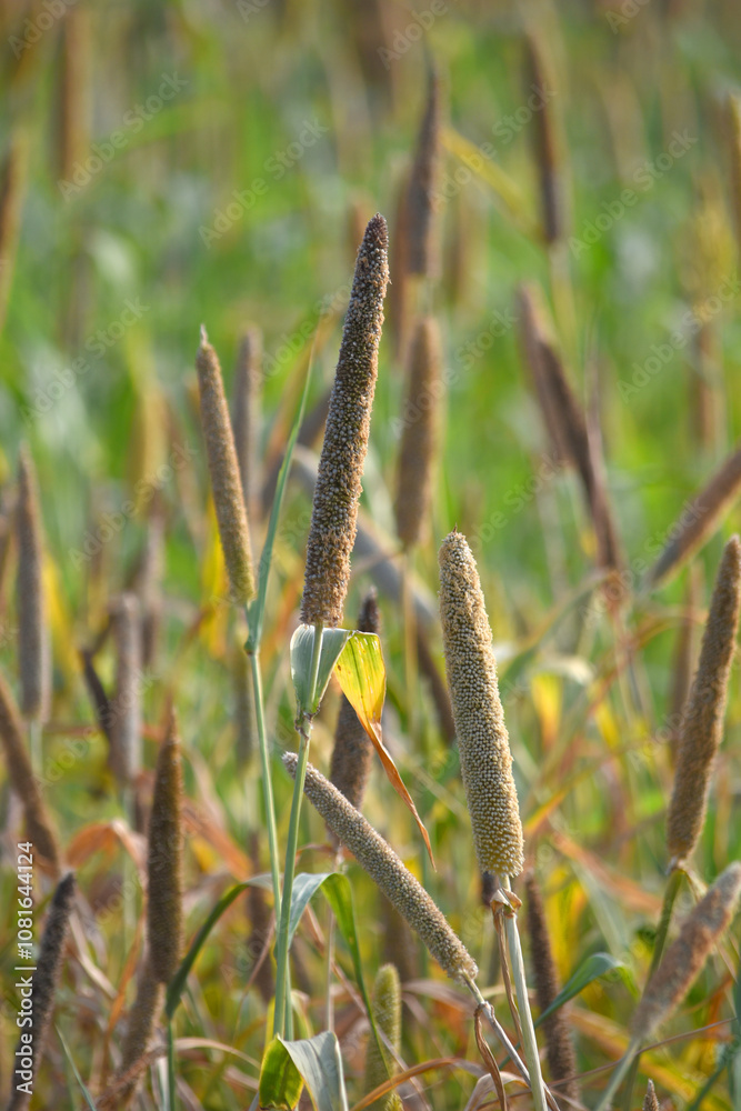 Fototapeta premium Beautiful closeup pearl millet crop field in rural area. Ripping millet crop field, Bajra crop field, Closeup view of Pearl millet plant. cultivation pearls millet fields for birds seed, Pakistan