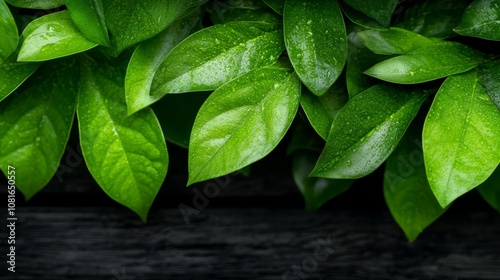 A close up of green leaves on a wooden surface