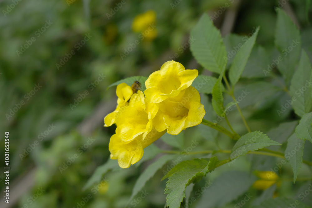 Yellow trumpetbush (Tecoma stans) Called Yellow bell or Yellow Elder Flower, trumpet flower, Beautiful bunch of yellow flowers closeup with green leaves Background, tecoma stans