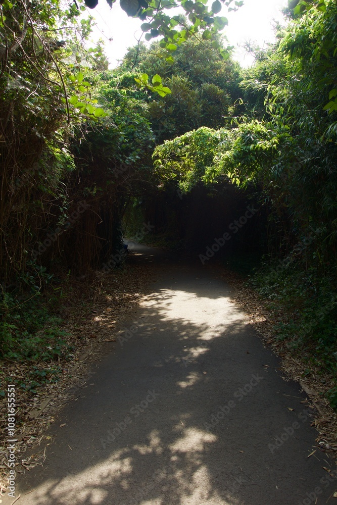 Fototapeta premium 城ヶ島公園の夏の風景